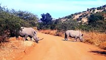 Pilanesberg national park and suncity tour -Open safari vehicle