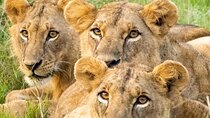 3-Day All inclusive Authentic Masai Mara Safari from Nairobi