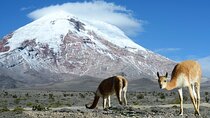 Chimborazo Volcano | Tours | Trekking | Vicuñas Area