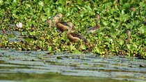 Muthurajawela Bird Watching Tour from Negombo / Colombo
