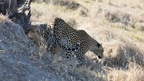 Full-Day Safari Chobe National Park and boat safari