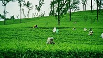  Private Nuwara Eliya Day Tour from Kandy with Pick up