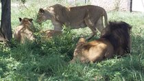 Half-Day Tour to Rhino And Lion Reserve in Krugersdorp