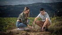 Wine & Vine Planting | Quinta de Santa Cristina Vinho Verde