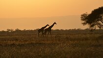 4 Days Tanzania Lodge Safari With Two Nights at Serengeti
