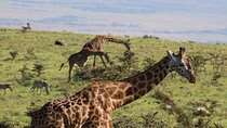3-Day Safari in Serengeti & Ngorongoro(Mid-range)