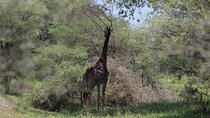 4-Day Safari in Tarangire, Serengeti & Ngorongoro (Mid-range)