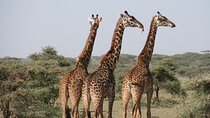 2-Day Safari Tour to Tarangire & Ngorongoro Crater (Mid-range)