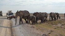 Overnight Amboseli National Park Safari 