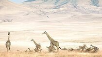  8 Days fantastic Safari of Tanzania Midrange Tour