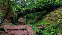 Bussaco Forest Walking Experience, half day from Coimbra