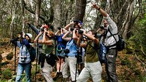 Full-Day Hakalau Forest Reserve Bird Watching Adventure