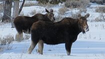Jackson Hole & Grand Teton Park - Full-Day Wildlife Tour
