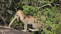 Special leopards safari Yala National park - 04.30 am to 11.30 am