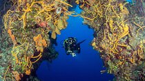 Cozumel Dive Package - Certified Divers from the Riviera Maya (4 dives)