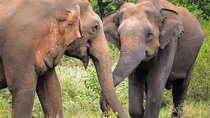 Sri Lanka 7 Days Sightseeing Tour Package