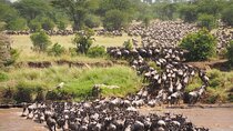 2-Day Private Tour in Masai Mara with Pick Up