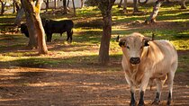 Visita Entre Toros y Caballos