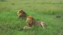 5 Days Lake Nakuru and Mara Safari 1 Nt Nairobi,1nt Nakuru 2 Nts Masasai Mara