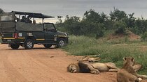 Full Day Kruger National Park Game Drive