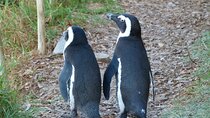 Meet the Penguins, Cape Town 