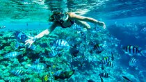 Full-Day Reef Snorkeling in Cozumel from Cancun with Lunch