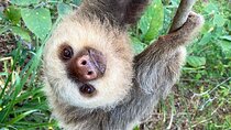 Sloth Sanctuary WildLife Hike