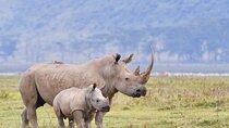 4-Day Masai Mara and Lake Nakuru Safari Tour from Nairobi