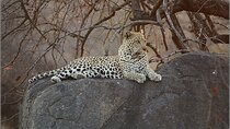 Safari Cape Town Day Trip Big 5 Pilanesberg Reserve Inc flights