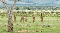 3-Day Masai Mara Budget Camping Safari