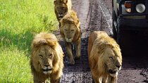 8-Day Private Guided Tanzania Safari with Pick Up