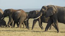 Day tour Amboseli Park from Nairobi