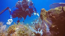 2 Tanks Scuba Diving in Punta Cancun Reefs for Certified Divers