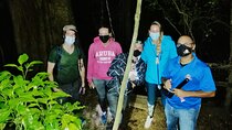 Kinkajou Night Walk Tour