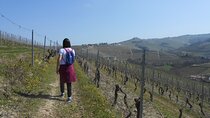 Hiking and wine tour starting from Alba