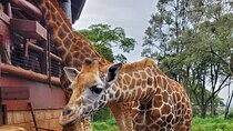 Tour to the Nairobi Giraffe Centre & Optional Elephant Orphanage