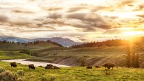Yellowstone National Park Tour from Jackson Hole