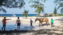 Horseback Riding , Blue Hole And Lunch from Ocho Rios Jamaica