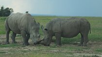 5 Days Rhino Safari, 1 Night Olpajeta, 1 Night Lake Nakuru, 2 Nights Maasai Mara