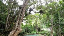 Dunn's Falls and Blue Hole Daytrip with Lunch from Montego Bay & Trelawny