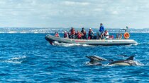 Dolphins & Caves on Rib Boat