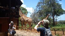 Day tour to Giraffe centre 