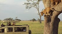 3 Days Safari to Serengeti National Park & Ngorongoro Crater in Tanzania