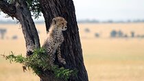 6-Day Tanzania Adventures Safaris - Group Joining Camping Safaris