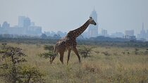 Nairobi National Park Half Day Tour