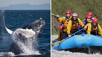 Reykjavik Whales & White Water Rafting Adventure
