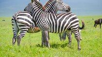 3 Days Serengeti & Ngorongoro Lodge Safari