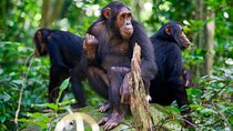 Experience Chimpanzee trekking in Gombe.