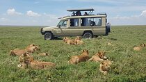 5-Day Northern Tanzania Safari Tour from Arusha