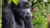 3 days Gorilla Tracking and canoe ride at Lake Bunyonyi 